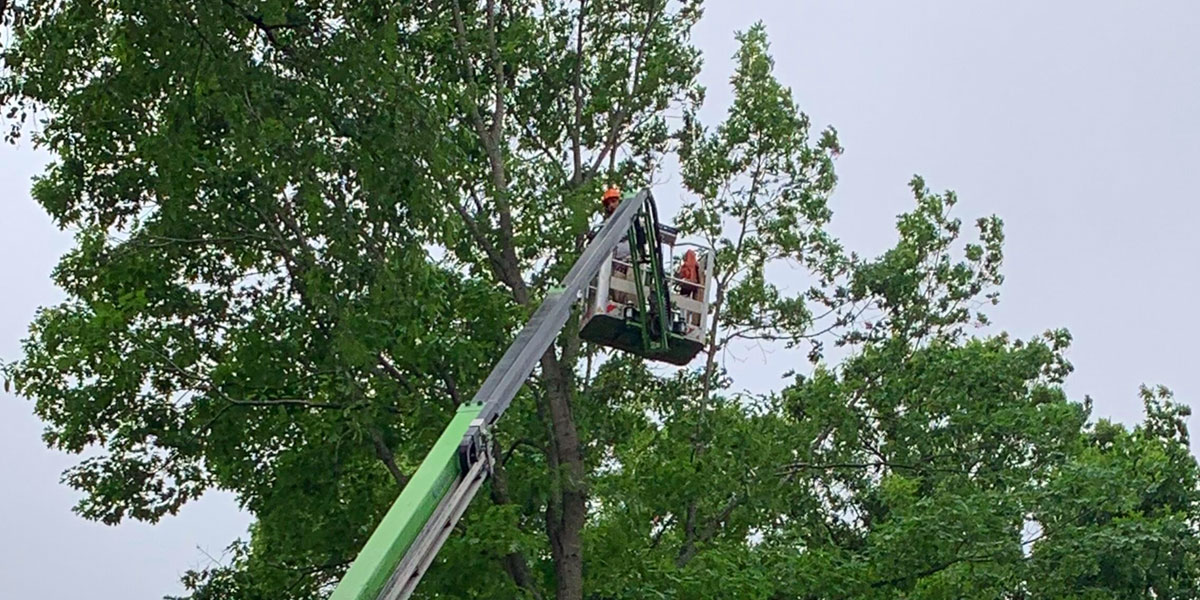 Tree trimming and pruning in Edwardsburg, MI